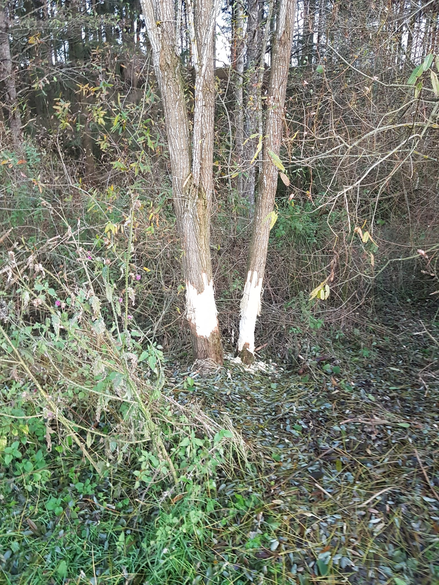 Galeriebild: WhatsApp Image 2022 06 05 at 16.58.29